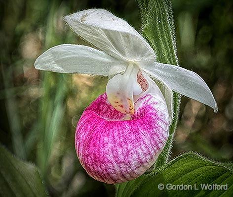 Showy Lady's Slipper Orchid_DSCF04826.jpg - Photographed near Lanark, Ontario, Canada.